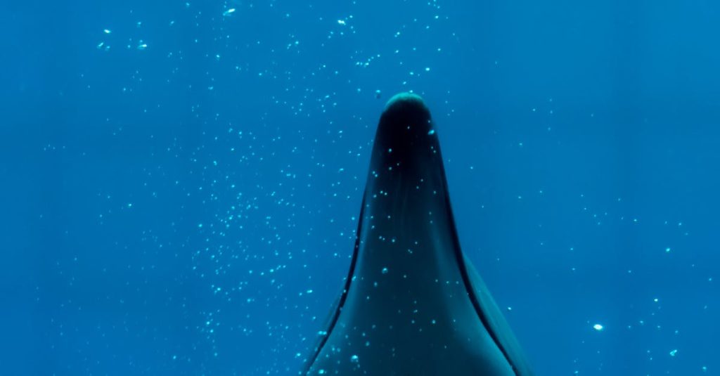 A striking silhouette of a dolphin underwater amidst air bubbles.