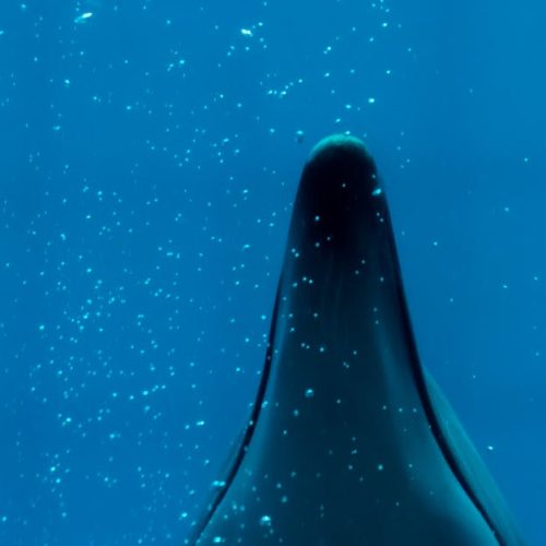 A striking silhouette of a dolphin underwater amidst air bubbles.
